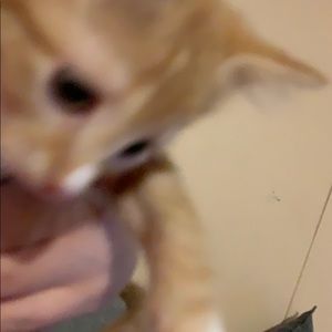 Meet your Posher, Kirby